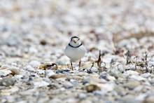 piping plover