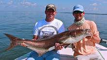 cobia fly fishing