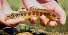 Golden Trout