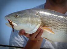 SC Redfish