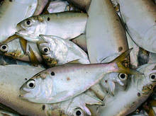 Atlantic Menhaden Catch - aka Bunker