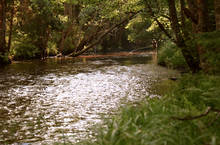 Small Stream Fly Fishing