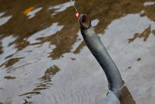 Lamprey