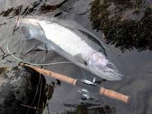 Olypmic peninsula steelhead