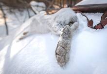 snowshoe hare