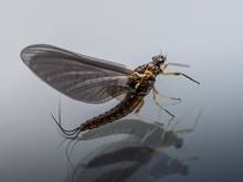 trico mayfly