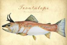 the search for elusive trout - troutalope