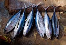Pacific tuna on display at a market (photo: CCO). tuna on display at a market