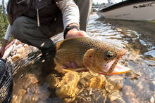 Westslope Cutthroat Trout