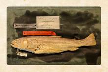 yellowfin cutthroat smithsonian