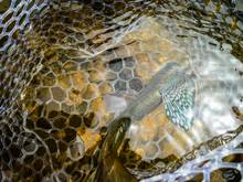 grayling - fly fishing