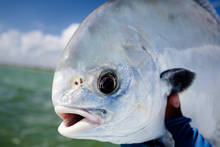 Permit - Palometa Club - Ascension Bay, Mexico