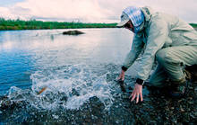 Kanektok Chum Salmon