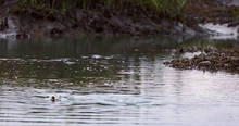 South Carolina Redfish Eating Shrimp