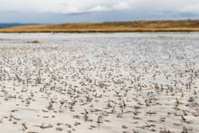 huge mayfly hatch henry's fork