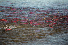 Bristol Bay Sockeye Staging