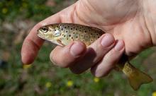 Brown Trout