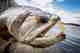 My first encounter with the huge Payara of the Orinoco River was unforgettable. My best specimen, a monstrous 24-pound fish, took us well over 500 yards downstream and would have ‘spooled’ me had I not jumped into the boat and chased it down the Orinoco’s mighty rapids with my brilliant guide Arnel. Payara
