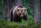 brown bear