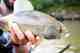 A native Alaskan arctic grayling.