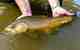 Photo: Spencer Durrant tiger trout