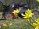 Photo: Johnny Carrol Sain lawnmower wildflowers