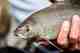 Arctic Grayling