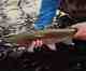 bob white -- dark water rainbow trout