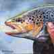 bob white - Brown Trout Head Study