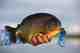 In addition to the dorado, piranha like this one are in abundance throughout the reserve (photo: Chad Shmukler). piranha