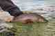 Photo: Chad Shmukler. uk brown trout could be gone by 2080