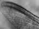 mayfly wing macro