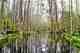 Blackwater, cypress, and lily pads in the Okefenokee National Wildlife Refuge