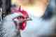 Photo: Thibaud Furst / cc2.0 chicken