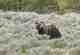 yellowstone national park grizzly bear