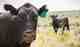 Livestock grazing on U.S. public lands (photo: Greg Shine / BLM). Livestock grazing on U.S. public lands