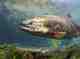 chinook salmon