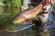 Photo: Chad Shmukler brown trout | fly fishing