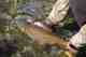 bighorn river brown trout