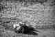 dead skunk