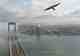 peregrine falcon new york city