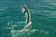 tarpon leap