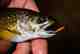 salter brook trout