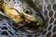 Photo: Tim Sickles sculpin eating brown trout