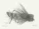 dave's hopper pencil sketch