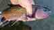 delaware river fallfish