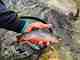 brook trout pigeon river