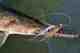 gar with fly in mouth