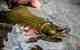 This brook trout is where it doesn't belong. In this case, in Oregon's Cascades (photo: Austin Montreil Leonard).