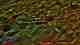 brook trout
